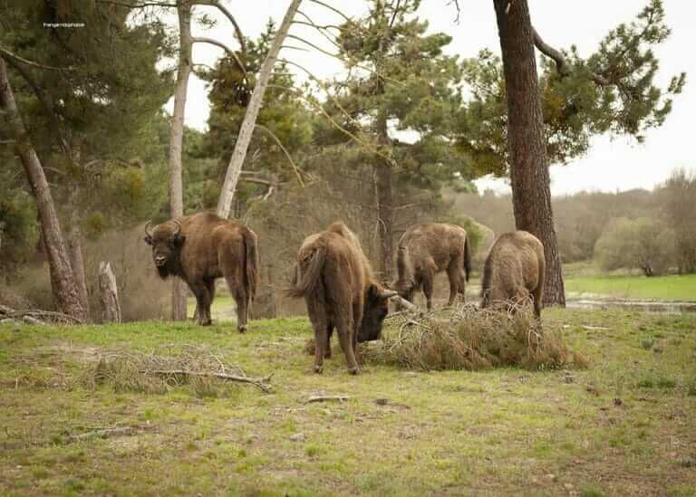 Bisontes en los Porretales