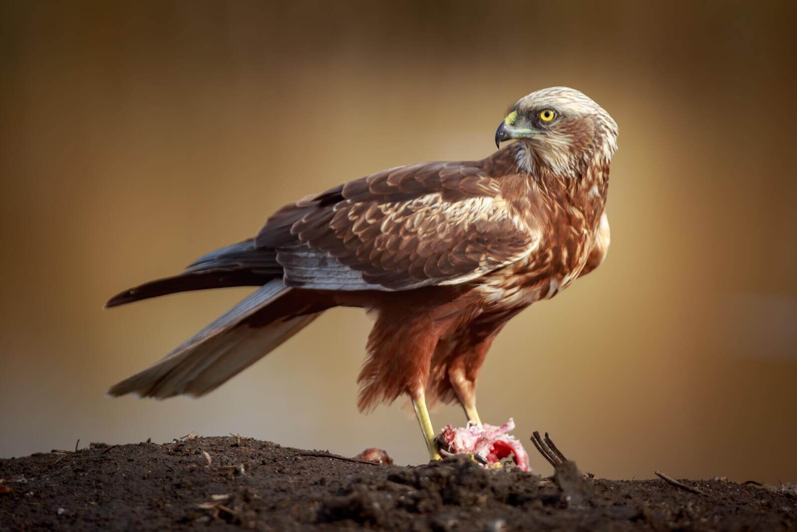 Aguilucho lagunero paco gomez