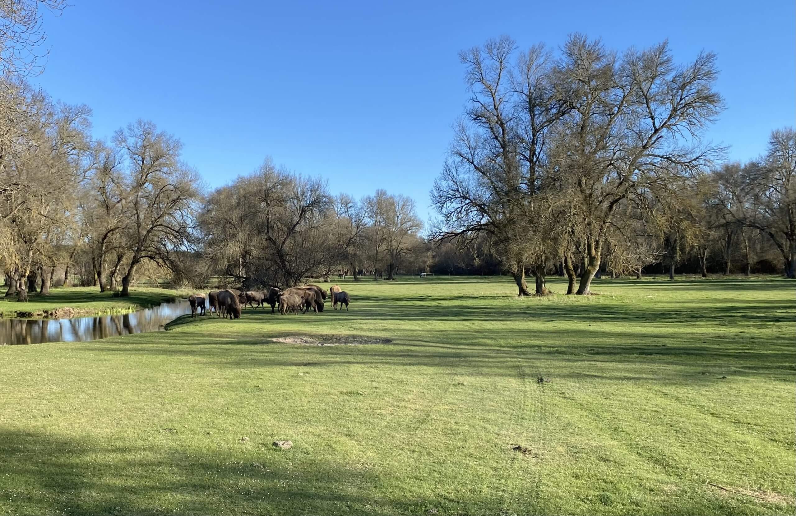 bisontes en los porretales